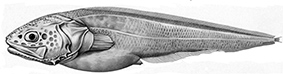 Bellotia apoda_claves1.jpg